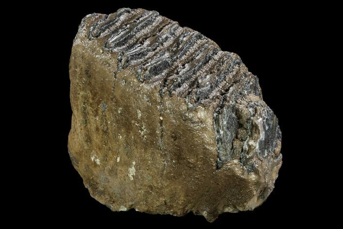 Fossil Palaeoloxodon (Mammoth Relative) M Molar - Hungary #123646